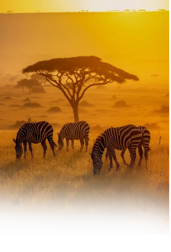 TwinRoute Travel and cargo Limited The most reliable travel and cargo partner in kenya east africa uganda tanzania nairobi mombasa isiolo Asset 25@2.5x